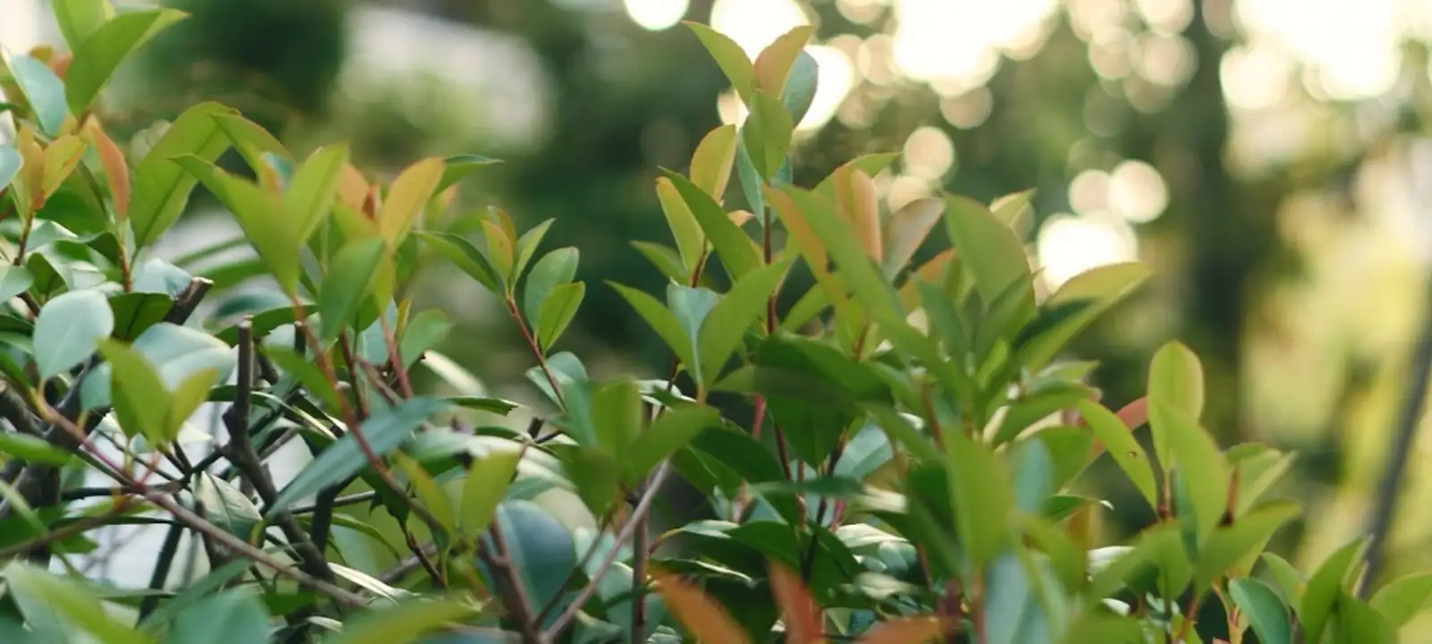 木漏れ日のさす植栽